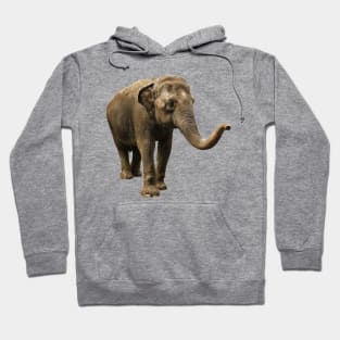 Indian Elephant Hoodie